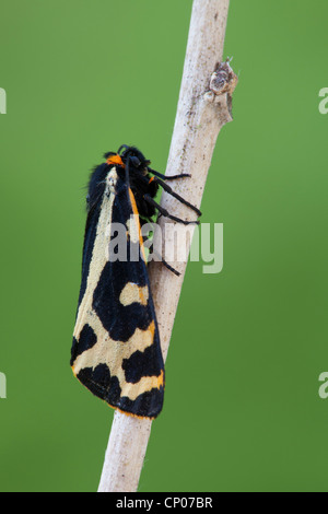 Parasemia plantaginis (tiger wood), Sitting on branch, Allemagne, Rhénanie-Palatinat Banque D'Images