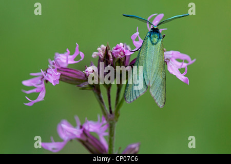 Forestier, forestier commun Procris (Adscita statices, statices), Sitting on meadow campion, Allemagne, Rhénanie-Palatinat Banque D'Images