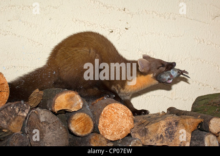 European martre des pins (Martes martes), pris avec la souris sur un tas de bois, Allemagne Banque D'Images