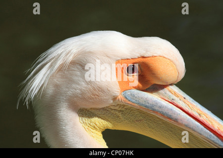 Le pélican blanc d'Amérique (Pelecanus onocrotalus), portrait de Pelican Quax à Luisenpark Mannheim, Allemagne, Luisenpark Mannheim Banque D'Images