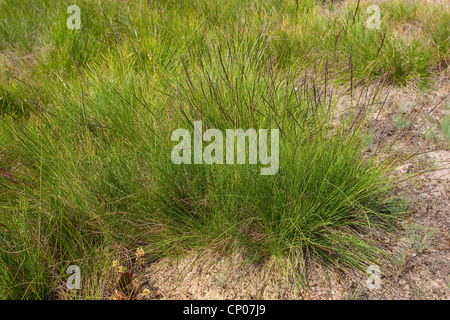 Moor grass-mat (Nardus stricta), sur le sable, Allemagne Banque D'Images