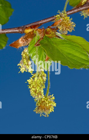 Le hêtre commun (Fagus sylvatica), les fleurs mâles, Allemagne Banque D'Images