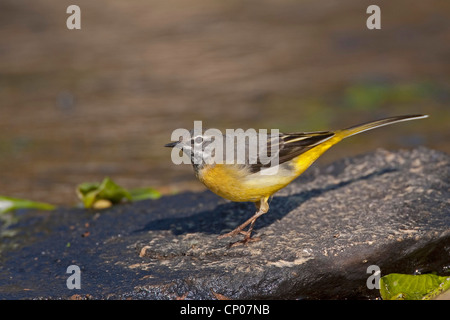 Bergeronnette des ruisseaux (Motacilla cinerea), assis sur un mur, Allemagne Banque D'Images