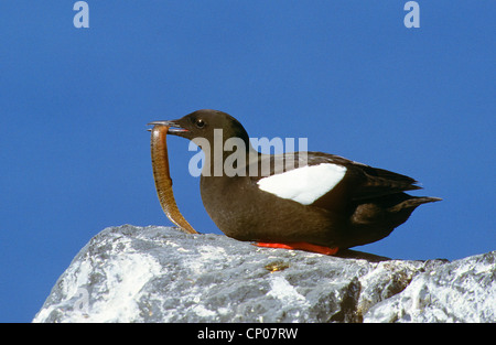 Le guillemot à miroir (Cepphus grylle), avec des poissons pris dans son bec Banque D'Images