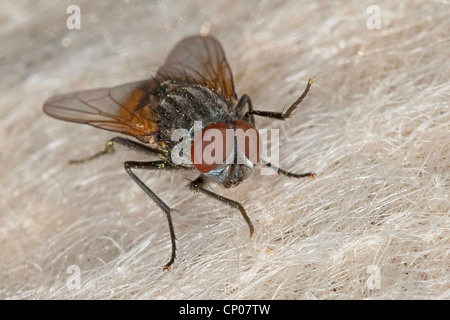 Mouche faciale, automne chambre-fly (Musca autumnalis), homme, Allemagne Banque D'Images