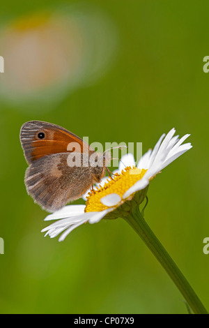 Petit heath (Coenonympha pamphilus), assis sur une marguerite, Allemagne, Rhénanie-Palatinat Banque D'Images