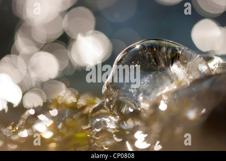 Glace à la crique, Allemagne, Rhénanie-Palatinat, Niederfischbach Banque D'Images