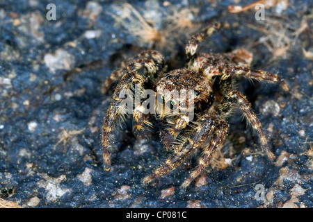 Marpissa muscosa (salticidae, Marpissa rumpfii), homme, Allemagne Banque D'Images