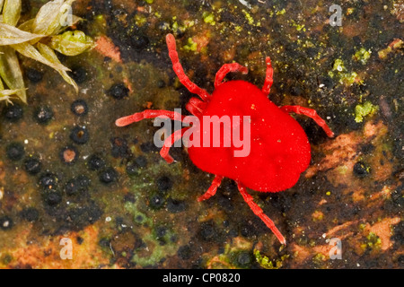 Acarien tétranyque rouge, velours, velours (acariens Trombidium spec., cf. Trombidium holosericeum), assis sur le sol, Allemagne Banque D'Images