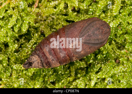 Endromis versicolora Kentish (gloire), pupe allongé sur la mousse, Allemagne, Rhénanie-Palatinat Banque D'Images