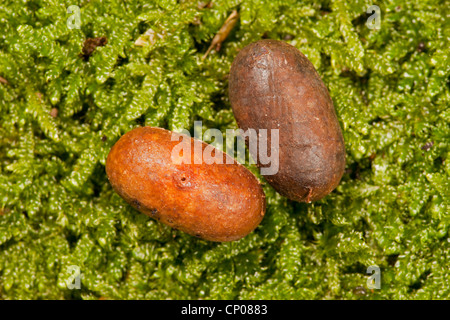 (Eriogaster lanestris petite eggar), chrysalides allongé sur la mousse, Allemagne, Rhénanie-Palatinat Banque D'Images