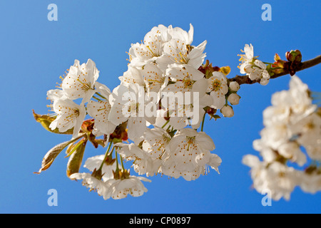 De cerise sauvage, cerise, gean, le merisier (Prunus avium), Direction générale de la floraison, Allemagne Banque D'Images