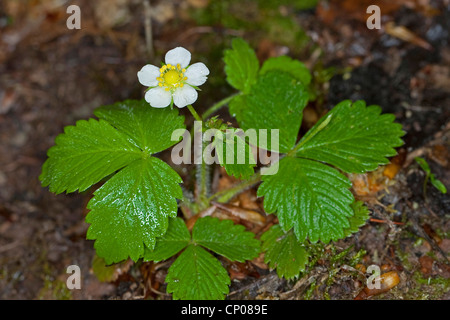 Fraise des bois, fraise, fraise des bois (Fragaria vesca), blooming, Allemagne Banque D'Images