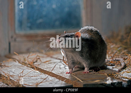 Rat brun, rat brun commun, surmulot, rat commun (Rattus norvegicus), sniffer, Allemagne, Rhénanie-Palatinat Banque D'Images