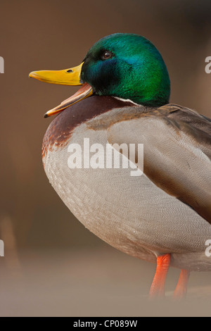 Le Canard colvert (Anas platyrhynchos), Drake, appelant l'Allemagne, Rhénanie du Nord-Westphalie Banque D'Images
