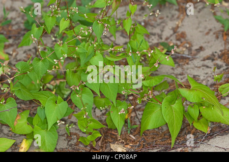 Le sarrasin, escalade (Fallopia convolvulus liseron noir, Polygonum convolvulus, Bilderdykia convolvulus), Allemagne Banque D'Images
