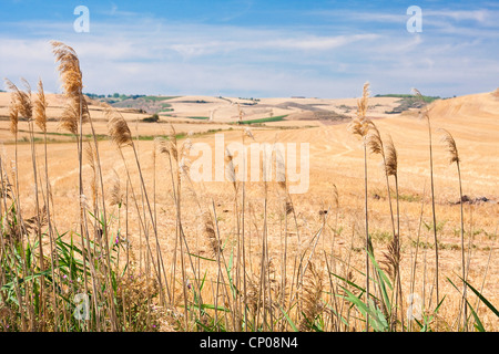 Champs de chaume au bord du chemin de Saint Jacques entre Azofra et Ciruea-Ciriuela, Espagne, Pays Basque, La Rioja, Navarra Banque D'Images