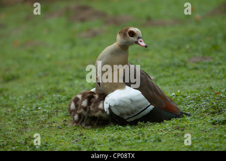 Egyptian goose (Alopochen aegyptiacus), la mère avec les poussins dans un pré, Allemagne Banque D'Images