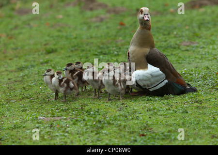 Egyptian goose (Alopochen aegyptiacus), la mère avec les poussins dans un pré, Allemagne Banque D'Images