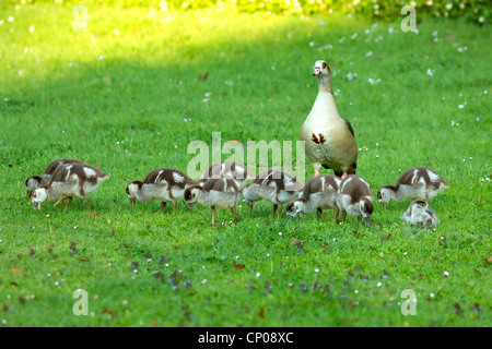 Egyptian goose (Alopochen aegyptiacus), avec 10 poussins dans un pré, Allemagne Banque D'Images