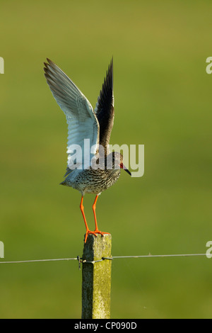 Chevalier gambette (Tringa totanus), assise sur un poteau de clôture les ailes battantes, Allemagne Banque D'Images