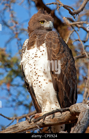 (Polemaetus bellicosus martial eagle, Hieraaetus bellicosus), sur un arbre, Afrique du Sud, Northern Cape, Kgalagadi Transfrontier National Park, Askham Banque D'Images