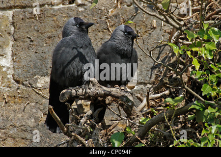 Choucas (Corvus monedula), deux choucas assis les uns à côté des autres sur une branche, Allemagne Banque D'Images