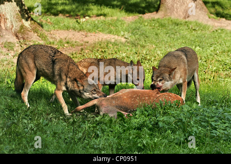 Le loup gris d'Europe (Canis lupus lupus), trois loups se nourrissent d'un daim, Allemagne Banque D'Images