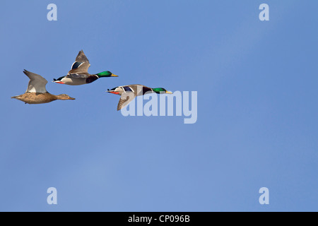 Le Canard colvert (Anas platyrhynchos), mâle avec femelle battant, Allemagne, Schleswig-Holstein Banque D'Images