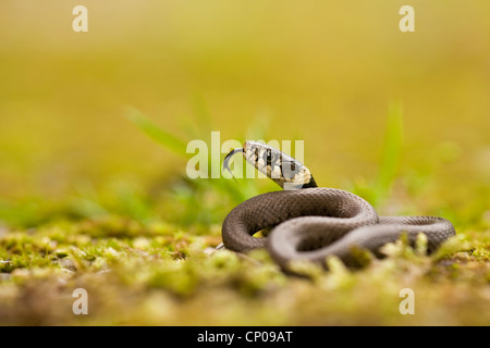 Couleuvre à collier (Natrix natrix), juvénile d'effleurement, de l'Allemagne, Rhénanie-Palatinat Banque D'Images