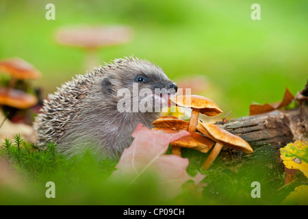 Hérisson hérisson d'Europe de l'Ouest, (Erinaceus europaeus), manger un champignon, l'Allemagne, Rhénanie-Palatinat Banque D'Images