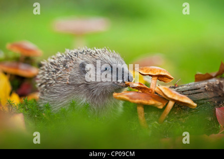 Hérisson hérisson d'Europe de l'Ouest, (Erinaceus europaeus), manger un champignon, l'Allemagne, Rhénanie-Palatinat Banque D'Images