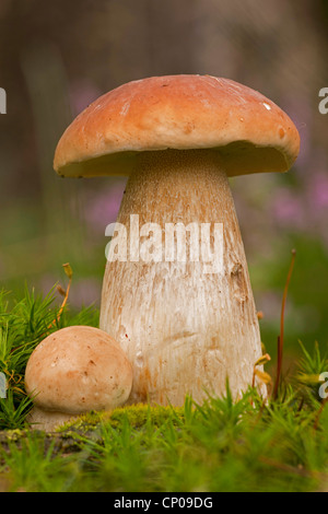 Penny bun, cep (Boletus edulis), dans la région de moss, Allemagne, Rhénanie-Palatinat Banque D'Images