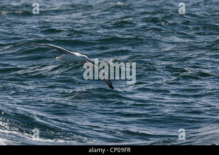 Albatros (Diomedea epomophora Royal epomophora), sous-espèce du Sud, en vol au dessus de la mer de Scotia. Banque D'Images