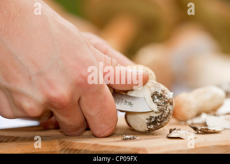 Penny bun, cep (Boletus edulis), Penny bun est nettoyé, Allemagne, Rhénanie-Palatinat Banque D'Images