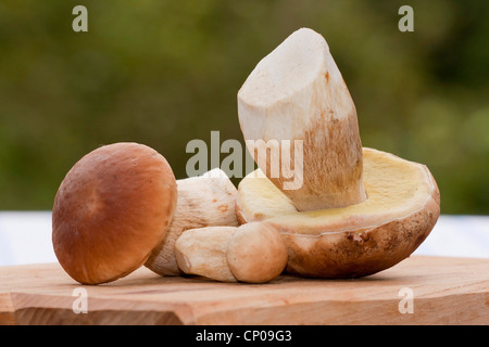 Penny bun, cep (Boletus edulis), Penny buns sur un tri des déchets, l'Allemagne, Rhénanie-Palatinat Banque D'Images