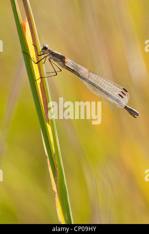 Lestes vert émeraude, libellule (Lestes sponsa), assis à une pousse, l'Allemagne, Rhénanie-Palatinat Banque D'Images