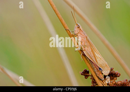 Or une grande sauterelle (Chrysochraon dispar), assis à une pousse, l'Allemagne, Rhénanie-Palatinat Banque D'Images