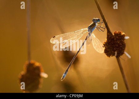 Lestes vert émeraude, libellule (Lestes sponsa), assis à un rush en rétro-éclairage Banque D'Images