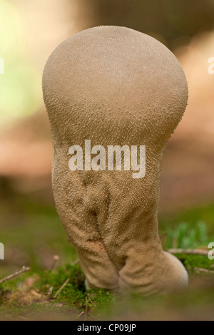 Vesse-de-commune, Warted puffball, Gem-vesse-cloutés, Devil's snuff-box (Lycoperdon perlatum, Lycoperdon gemmatum), Allemagne, Rhénanie-Palatinat Banque D'Images