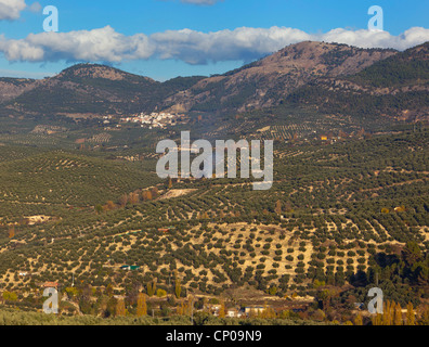 Les oliviers près de Cazorla, Jaen Province, Andalousie, sud de l'Espagne. Banque D'Images