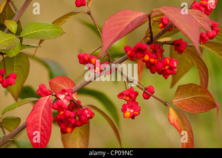 La fusée européenne-tree (Euonymus europaea, Euonymus europaeus), de la direction générale avec des fruits, de l'Allemagne, Rhénanie-Palatinat Banque D'Images