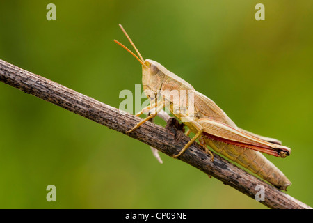 Or une grande sauterelle (Chrysochraon dispar), assis à une pousse, l'Allemagne, Rhénanie-Palatinat Banque D'Images