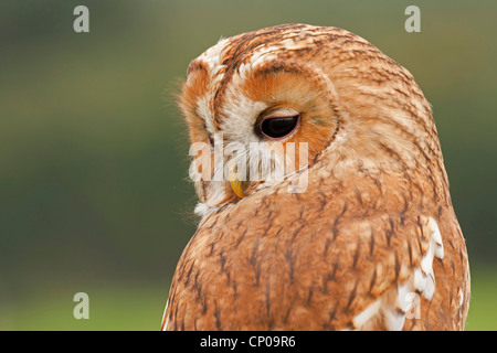Chouette hulotte eurasien (Strix Aluco enr), portrait, Allemagne, Rhénanie du Nord-Westphalie Banque D'Images