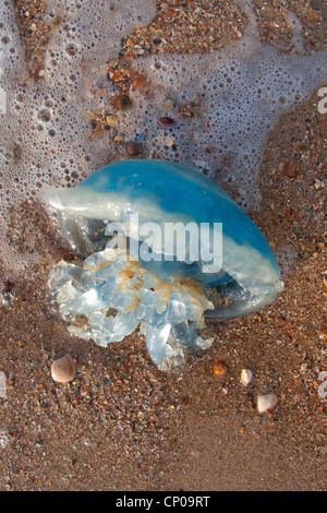 Moon jelly, méduse commune (Aurelia aurita), allongé sur une plage, Pays-Bas Banque D'Images