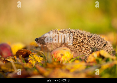 Hérisson hérisson d'Europe de l'Ouest, (Erinaceus europaeus), à la recherche de nourriture dans un pré, Allemagne, Rhénanie-Palatinat Banque D'Images