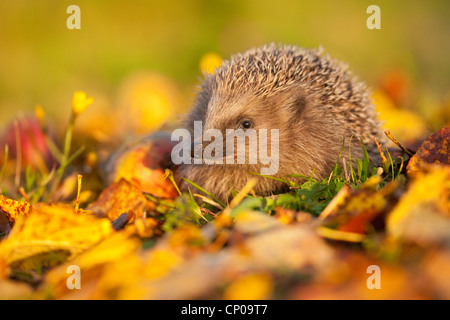 Hérisson hérisson d'Europe de l'Ouest, (Erinaceus europaeus), à la recherche de nourriture dans un pré, Allemagne, Rhénanie-Palatinat Banque D'Images