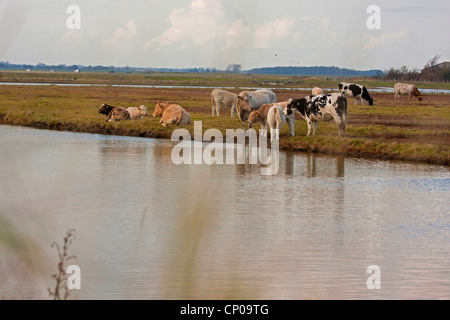 Les bovins domestiques (Bos primigenius f. taurus), les vaches au pâturage au lac intérieur, Pays-Bas, Zeeland Banque D'Images