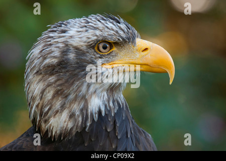 American Bald Eagle (Haliaeetus leucocephalus), portrait Banque D'Images