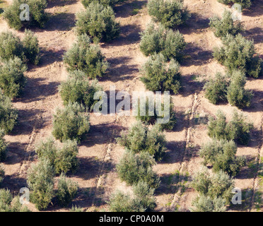 Les oliviers près de Burunchel, El Parque Natural de las Sierras de Cazorla, Segura y Las Villas,Jaen Province, Andalusia, Spain Banque D'Images